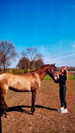 Recreatieve D pony, 1.39 Welsh, Dieren en Toebehoren, Merrie, L, 11 jaar of ouder, Recreatiepony