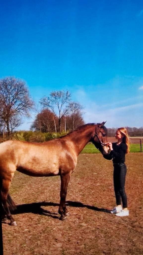 Recreatieve D pony, 1.39 Welsh, Dieren en Toebehoren, Pony's, Merrie, L, D pony (1.37m tot 1.48m), Recreatiepony, 11 jaar of ouder