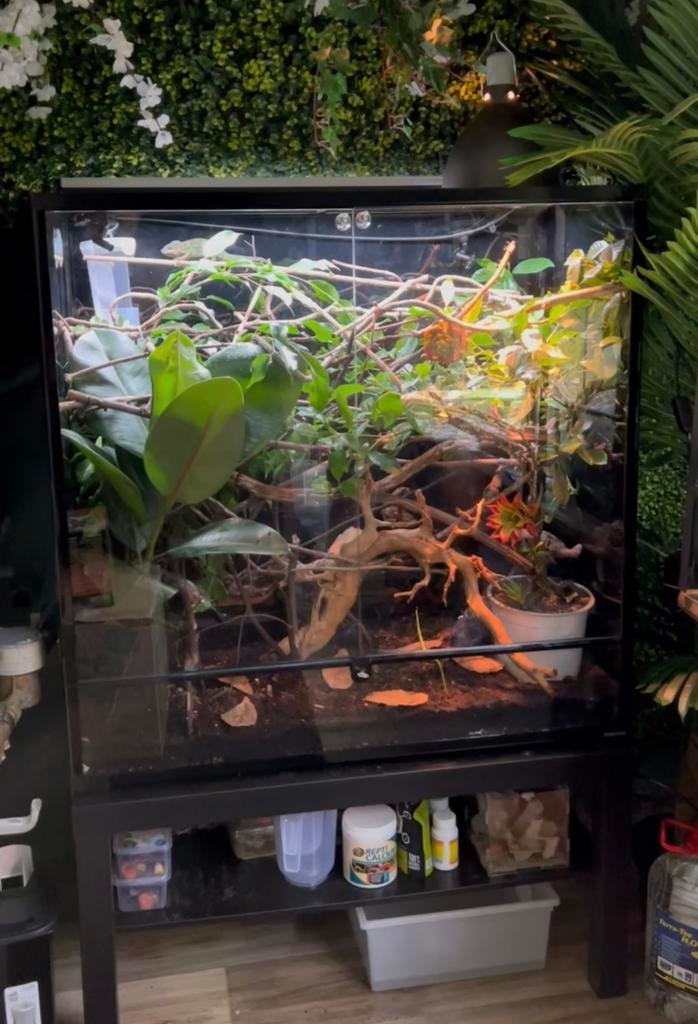 Mooi habistat terrarium te koop, Animaux & Accessoires, Enlèvement, Comme neuf