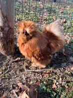 Broedeieren USA zijdehoen, Dieren en Toebehoren, Pluimvee, Geslacht onbekend, Kip