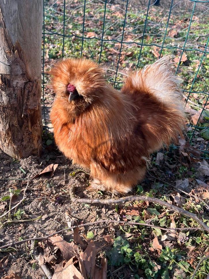 Broedeieren USA zijdehoen, Dieren en Toebehoren, Pluimvee, Kip, Geslacht onbekend