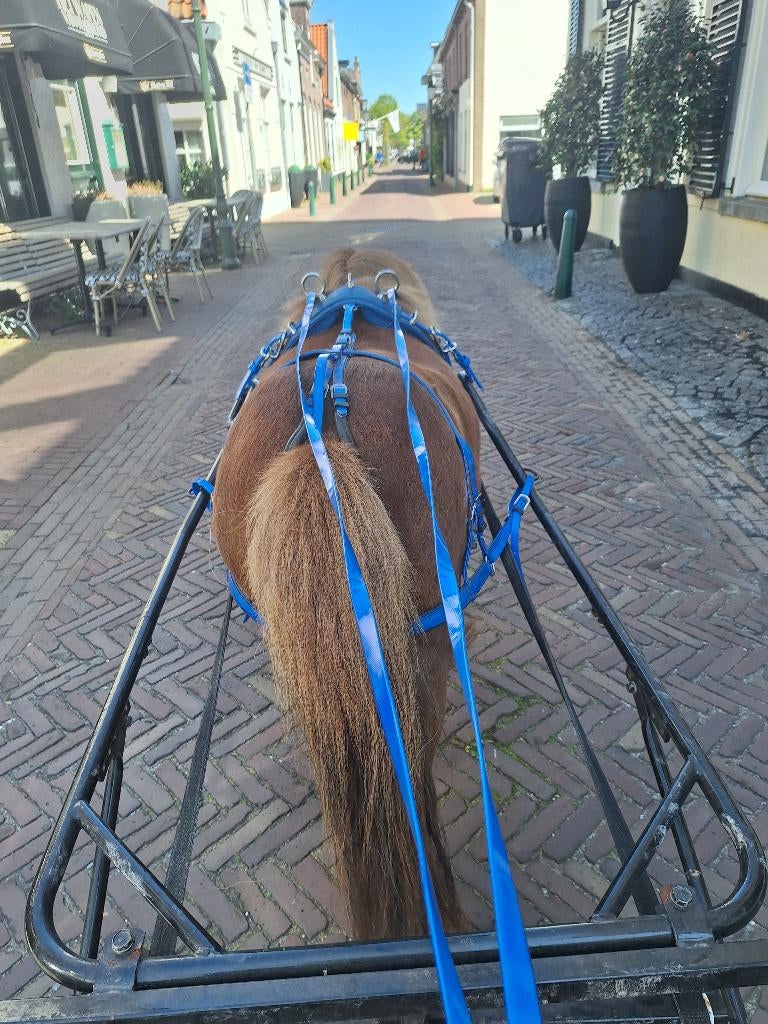 Pony, Animaux & Accessoires, Poneys, Jument, Poney A (jusqu'à 1.17 m), Poney d'attelage, 7 à 10 ans, Avec pedigree, Avec puce électronique