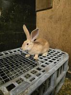 Gele vlaamse reus, Animaux & Accessoires, Lapins