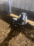 Schapen met lammetjes, Dieren en Toebehoren, Schapen, Geiten en Varkens, Vrouwelijk, Schaap, 0 tot 2 jaar