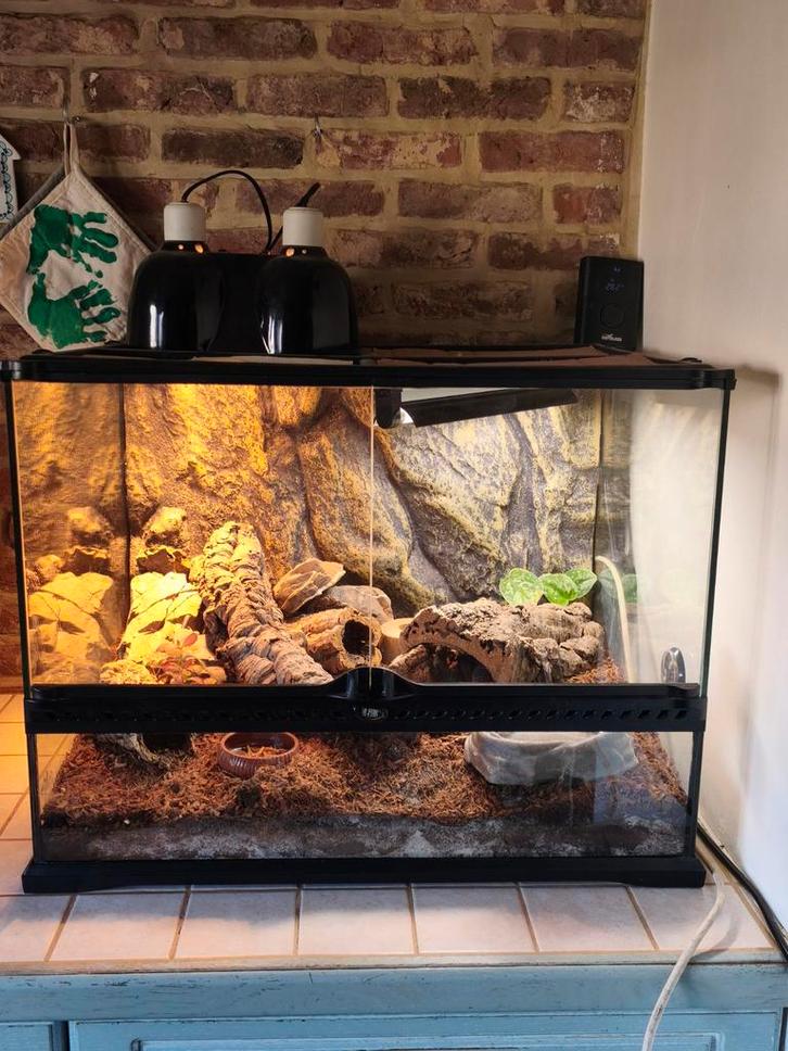 Exo terra met luipaard Gekko, Animaux & Accessoires, Reptiles & Amphibiens | Accessoires, Enlèvement