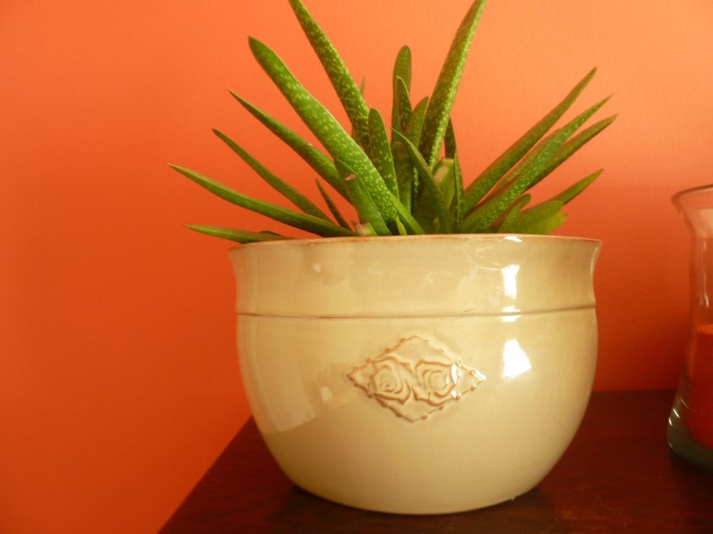 Vetplant in mooie pot, Maison & Meubles, Plantes d'intérieur, Plante succulente, En pot, Moins de 100 cm, Enlèvement