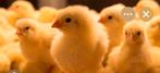 Kuikens poule de Bresse, Dieren en Toebehoren, Ophalen, Zo goed als nieuw