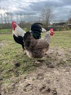 Zilverpatrijs marans koppel, Dieren en Toebehoren, Meerdere dieren, Kip