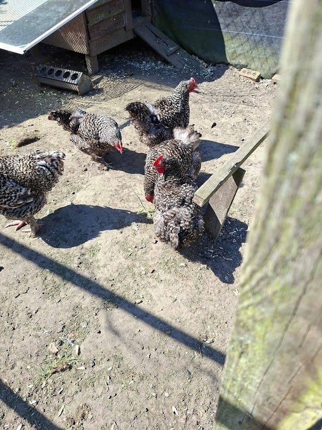 toom mechelse koekoek, Meerdere dieren, Kip