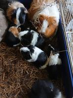 Jonge sheltie cavia's, Dieren en Toebehoren, Knaagdieren, Cavia, Februari, Meerdere dieren, Tam