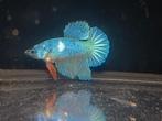 Betta man, Dieren en Toebehoren, Vissen | Aquariumvissen