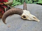 Mooie Moeflon Schedel van de Hoge Veluwe Jacht Mancave d3, Verzamelen, Dierenverzamelingen, Ophalen of Verzenden, Wild dier, Gewei of Kop