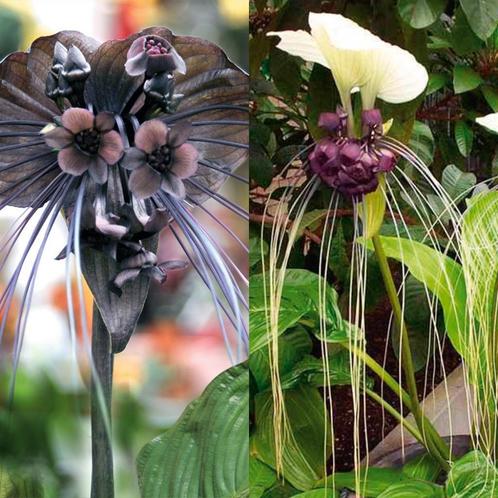Gezocht: vleermuisbloem (tacca chantrieri) kamerplanten, Huis en Inrichting, Kamerplanten, Ophalen of Verzenden