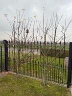 Appelbomen (prijs voor de set), Tuin en Terras, Ophalen