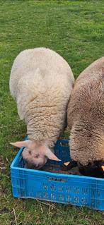 Goeie dekram rouge de louest van 2024, Dieren en Toebehoren