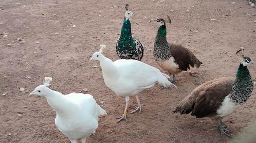Hele mooie pauwen te koop. Nu ook kuikens., Dieren en Toebehoren, Pluimvee