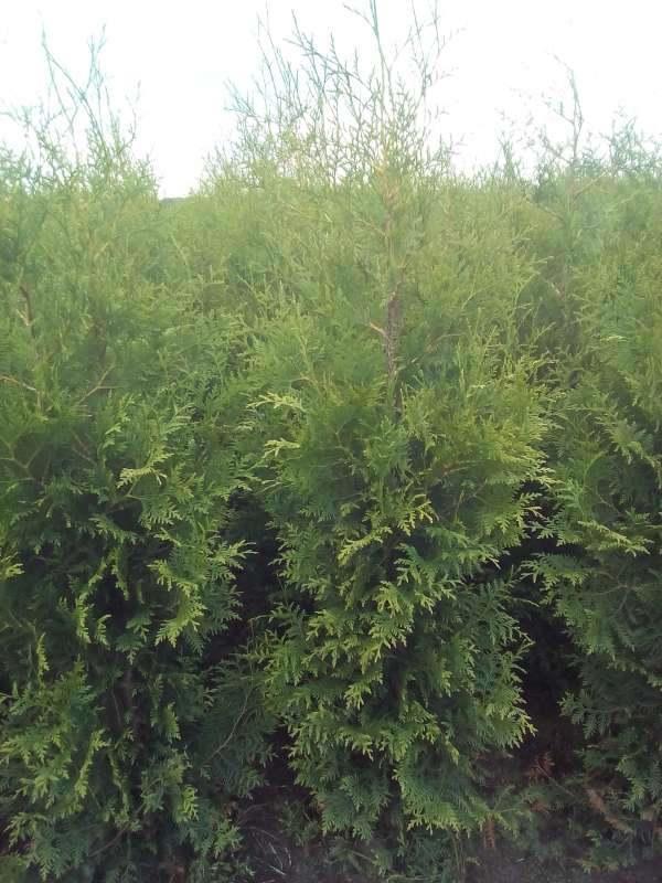 Thuja Brabant, Tuin en Terras, Planten | Struiken en Hagen, Haag, Conifeer, Ophalen