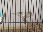 Botvink, Mannelijk, Wildzangvogel