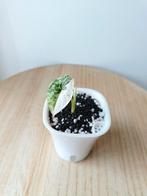 Alocasia Dragon Scale Albo Half Moon Variegata, Huis en Inrichting, Kamerplanten, Ophalen