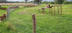 Gezocht weide te huur regio Hulshout/Heultje, Dieren en Toebehoren, Stalling en Weidegang, Weidegang