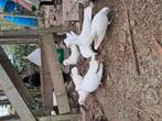 Jonge witte duiven, Dieren en Toebehoren, Vogels | Duiven