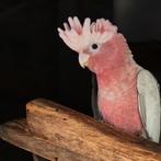 Schattige jonge mannelijke kaketoes Rosalbin EAM, Mannelijk, Papegaai, Tam