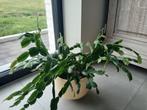 Gezonde, mooie, grote kerstcactus., Ophalen, Halfschaduw, Cactus, Minder dan 100 cm