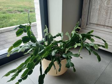Grand cactus de Noël en bonne santé et beau., Plante à fleurs, Moins de 100 cm, Enlèvement, Cactus