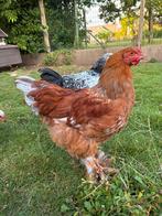 Tamme brahma haantjes, Dieren en Toebehoren, Mannelijk, Kip