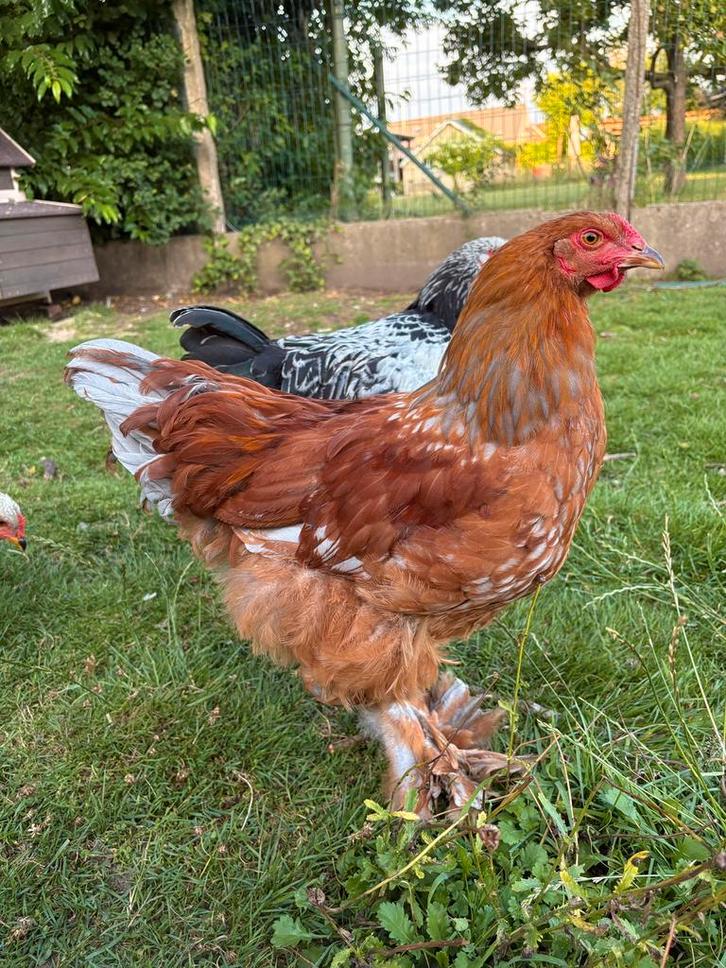 Tamme brahma haantjes, Dieren en Toebehoren, Pluimvee, Kip, Mannelijk