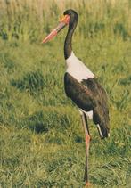 ZADELBEK OOIEVAAR, Verzamelen, Postkaarten | Dieren, Verzenden, Ongelopen, Vogel