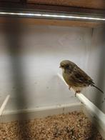 Canarie gloster, Dieren en Toebehoren, Mannelijk