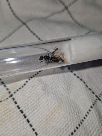 Camponotus micans 1q 2-10w | mieren ants mierenkolonie  disponible aux enchères