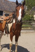 Brave paint !Net zadelmak!, Dieren en Toebehoren, Minder dan 160 cm, Ruin, Zadelmak, 3 tot 6 jaar
