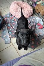 Zwarte Labrottie pups op boerderij, Dieren en Toebehoren, Honden | Bulldogs, Pinschers en Molossers, België, Overige rassen, CDV (hondenziekte)