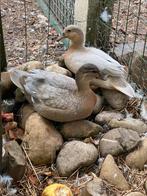 Siereenden/kwaker eenden, Dieren en Toebehoren, Pluimvee, Vrouwelijk, Eend