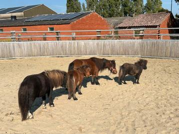 4 minipaardjes beschikbaar voor biedingen