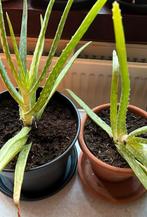 Aloe Vera, makkelijke kamerplanten, goed voor huid en haar., Halfschaduw, Ophalen