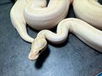 Snakeday Houten of afhaal. Regius morphs en proven breeders, Dieren en Toebehoren, Reptielen en Amfibieën, Slang, Tam