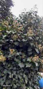 Klimop groot blad, Tuin en Terras, Ophalen