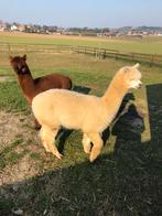 Alpacas, 2 hengsten , 4 jaar oud, Dieren en Toebehoren, Overige Dieren