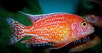 Aulonocara Fire Fisch (Seiffert) - malawi cichliden, Vis, Zoetwatervis, Schoolvis