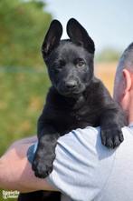 Les chiots noirs et gris avec pedigree trouvent un nouveau f, Animaux & Accessoires, Accessoires pour chiens, Enlèvement ou Envoi