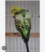 Hagoromo en Blackface grasparkiet