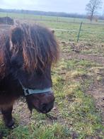 Te koop mini paardje, Dieren en Toebehoren, Hengst, Onbeleerd, Recreatiepaard, 0 tot 2 jaar
