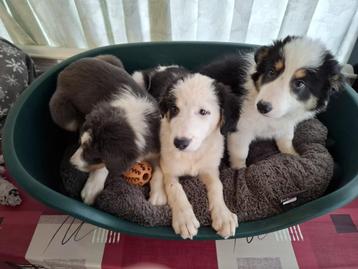 Australische Herder pups beschikbaar voor biedingen