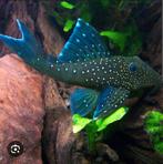 L128, L397, Dieren en Toebehoren, Vissen | Aquariumvissen