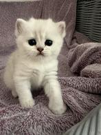 Brits korthaar kittens ️️️, Dieren en Toebehoren, Kater, Gechipt, 0 tot 2 jaar