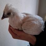 Haantje, Dieren en Toebehoren