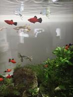 Platy's te koop